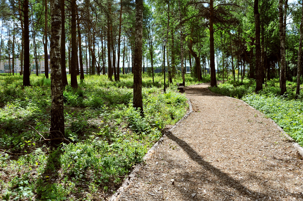 The nature park "Yamsky forest"