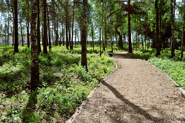 The nature park "Yamsky forest"