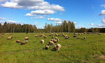 Vadim Roshka's farm