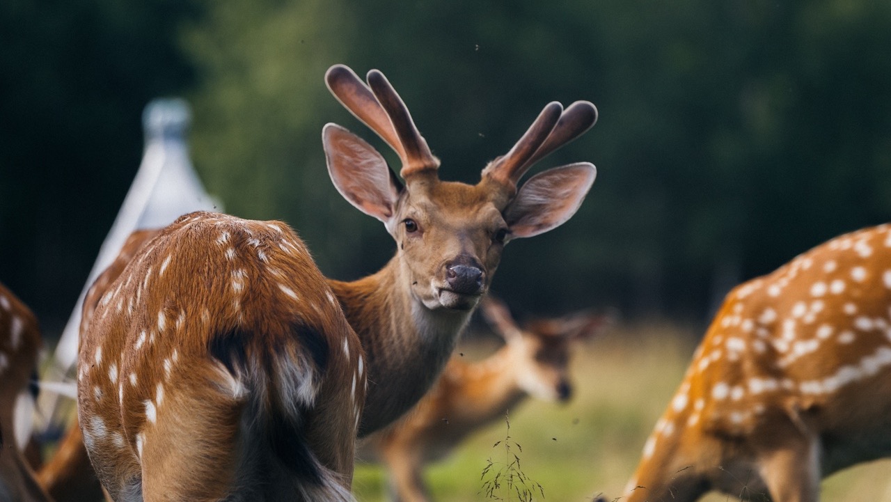 Deer Farm, Sudimir village