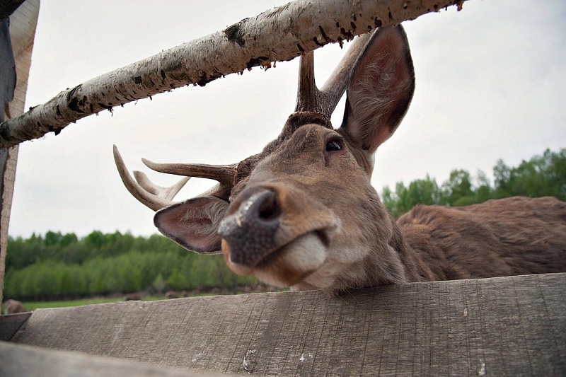 Волшебный мир оленей